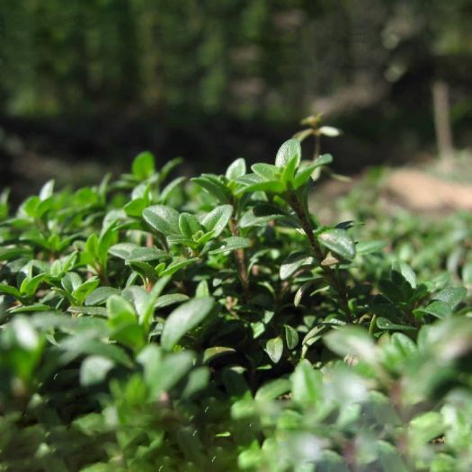 Thyme Extract Manufacturers, Suppliers, Exporters in Karachi