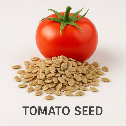 Tomato Seeds Manufacturers, Suppliers, Exporters in Beijing