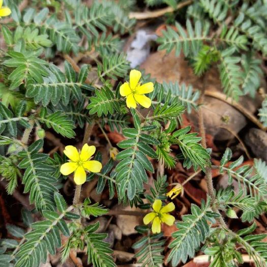 Tribulus Terrestris Extract Manufacturers, Suppliers, Exporters in Dalian