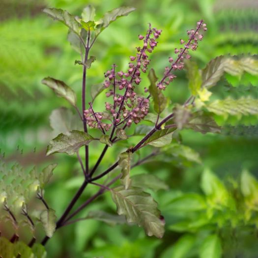 Tulsi Extract Manufacturers, Suppliers, Exporters in Karachi