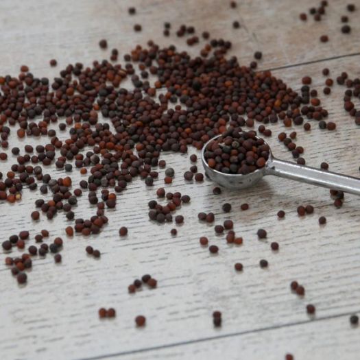 Turnip Seeds Manufacturers, Suppliers, Exporters in Valencia