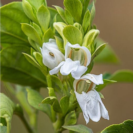 Vasaka Extract Manufacturers, Suppliers, Exporters in Karachi