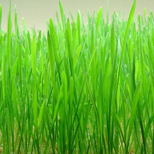 Wheatgrass Powder Manufacturers, Suppliers, Exporters in Dalian